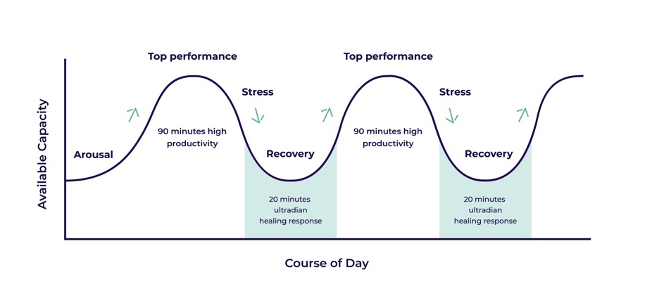 How to practice the ultradian performance rhythm for increased productivity